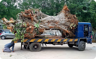 Tree being transported on a truck