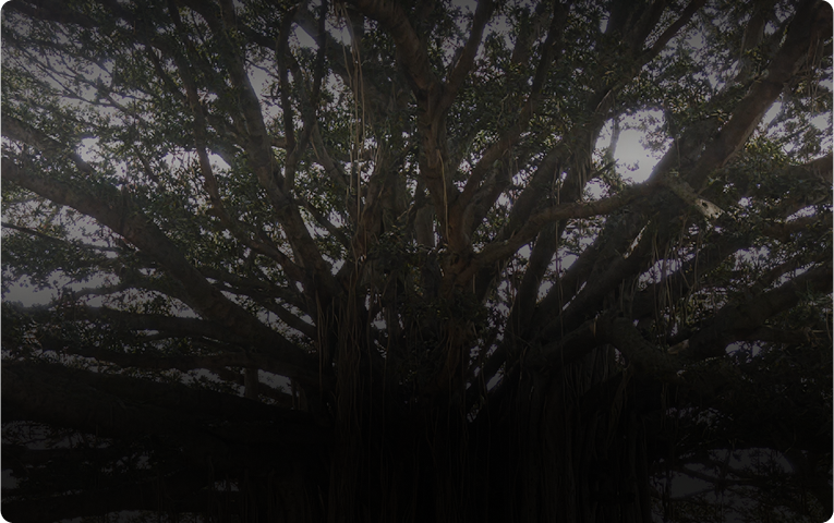 300-Year-Old Banyan Tree