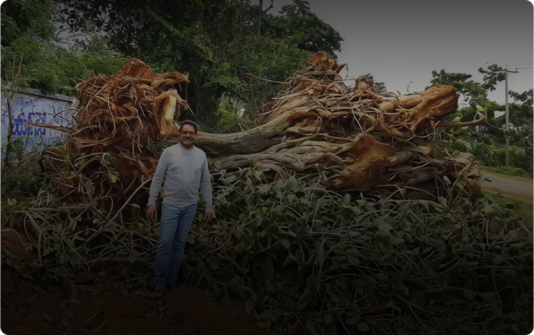 Forest Saved in Court