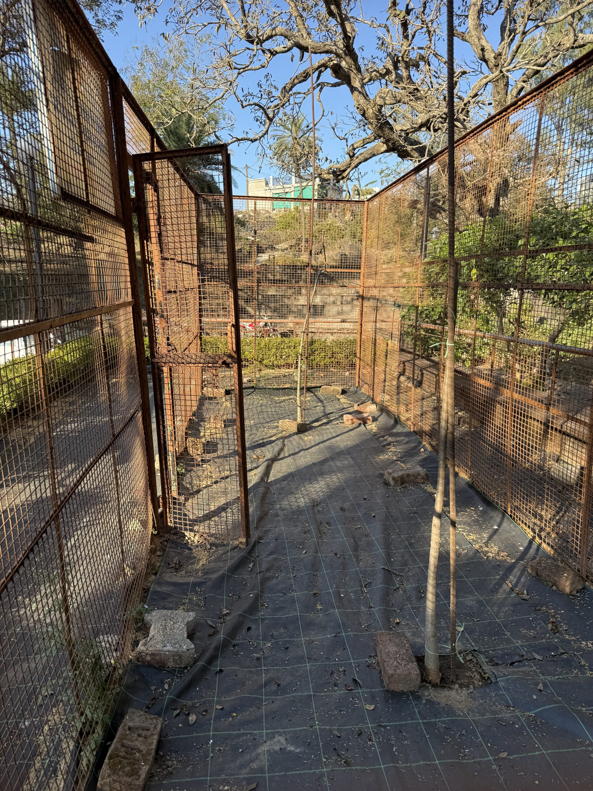 Dilwara Temple Kalpavriksha Baobab