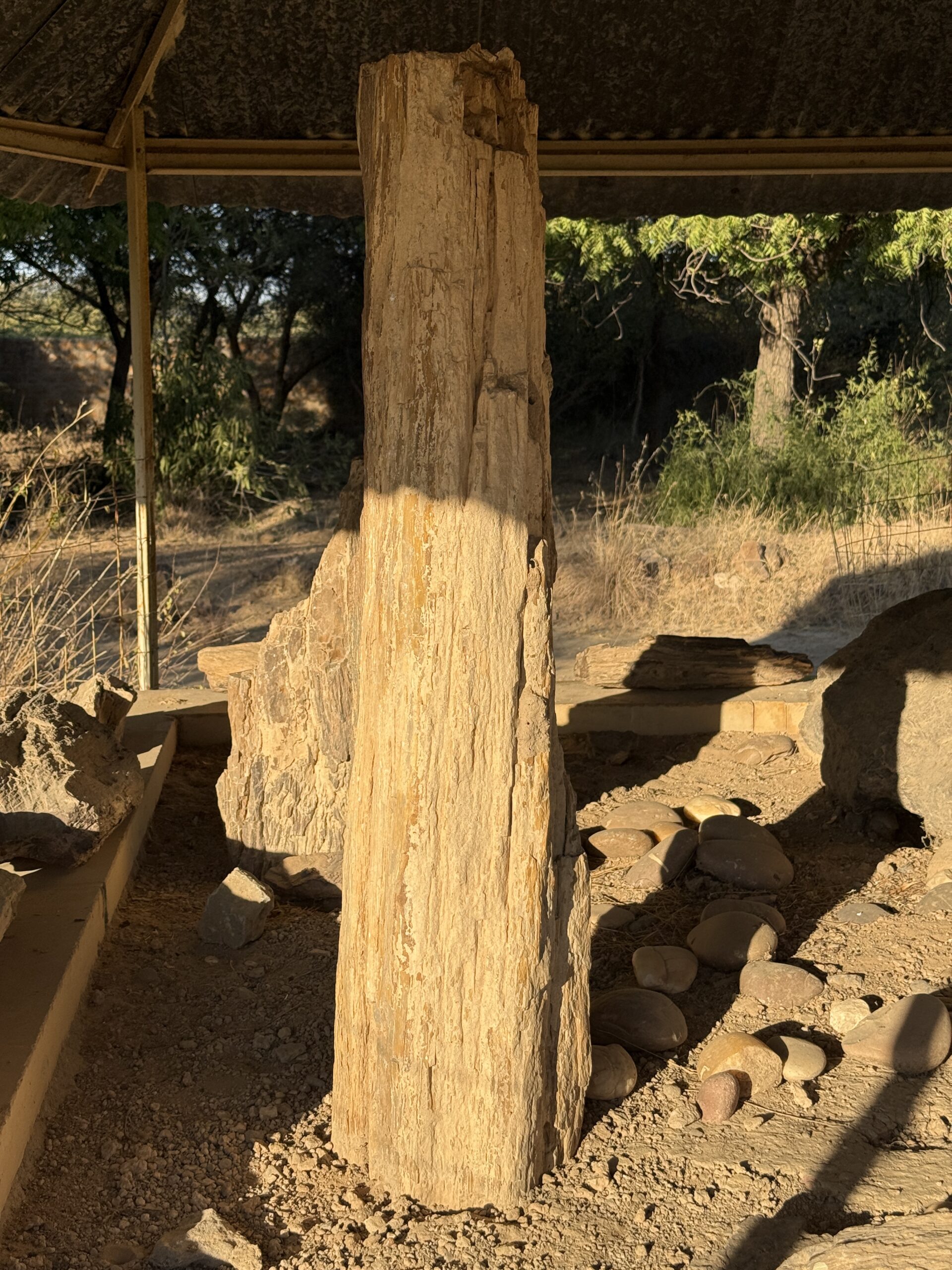 Akal Wood Fossil Park Trees