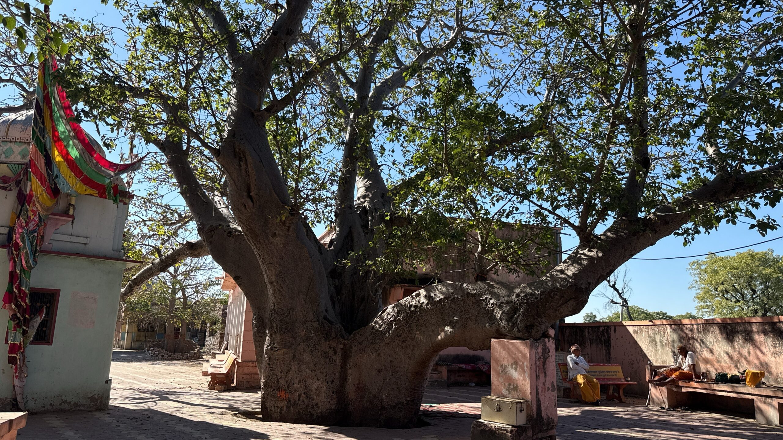 Mangaliyawas Baobab Trees