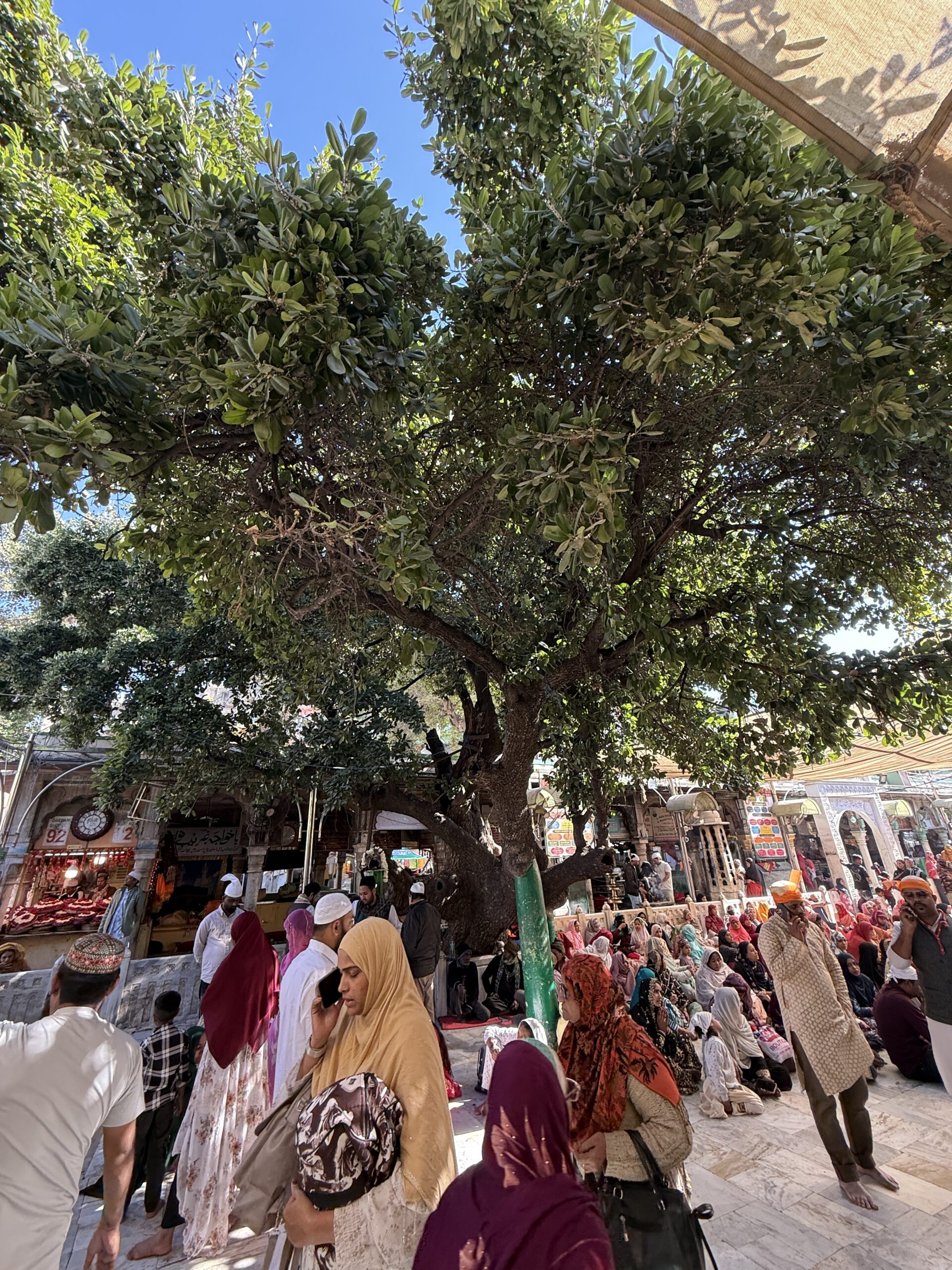 Taragarh Dargah Fruit Tree