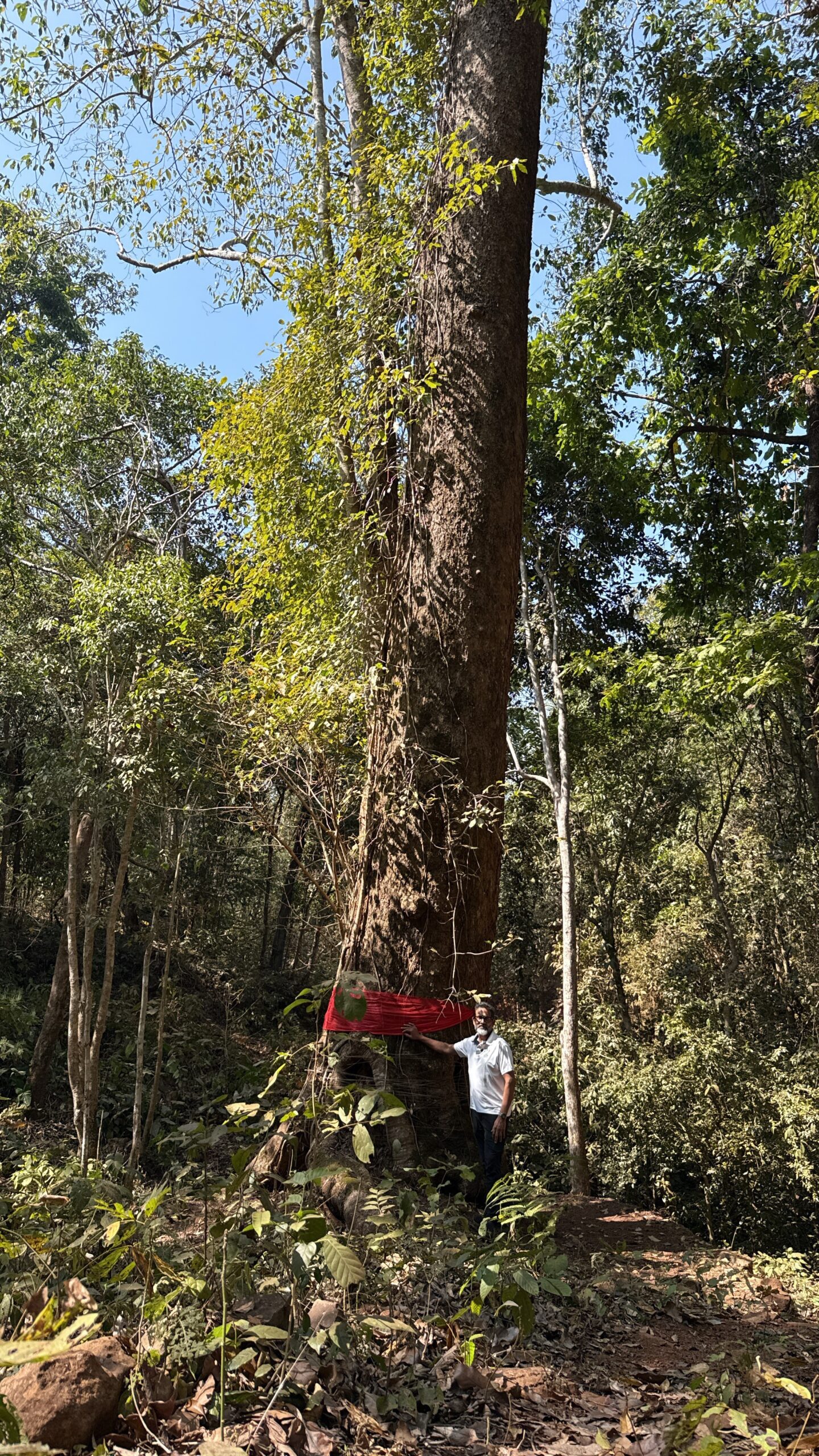 Simlipal Champak Tree