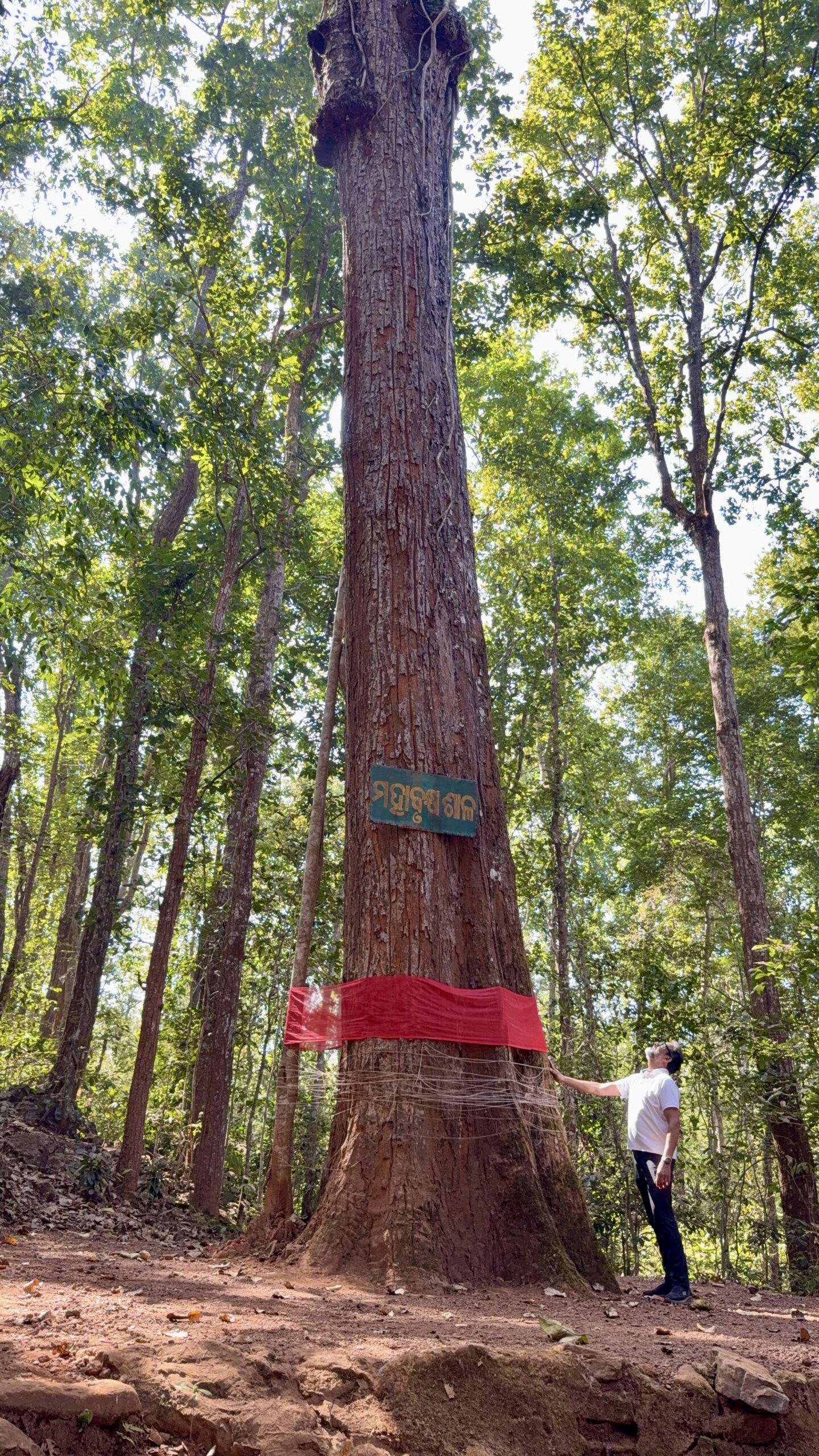 Maha Sal (Heritage Sal Tree)