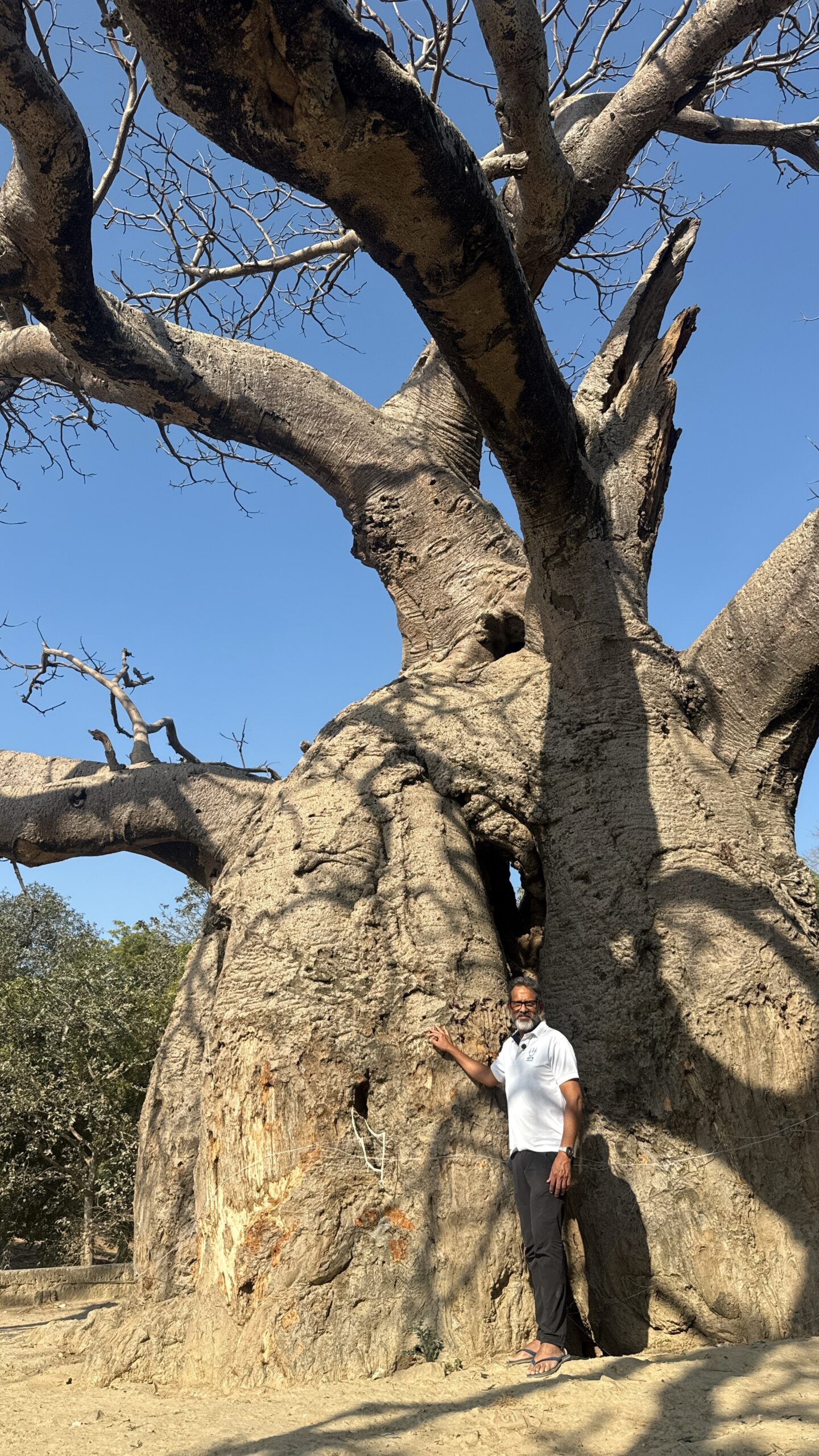 Jhunsi Baobab