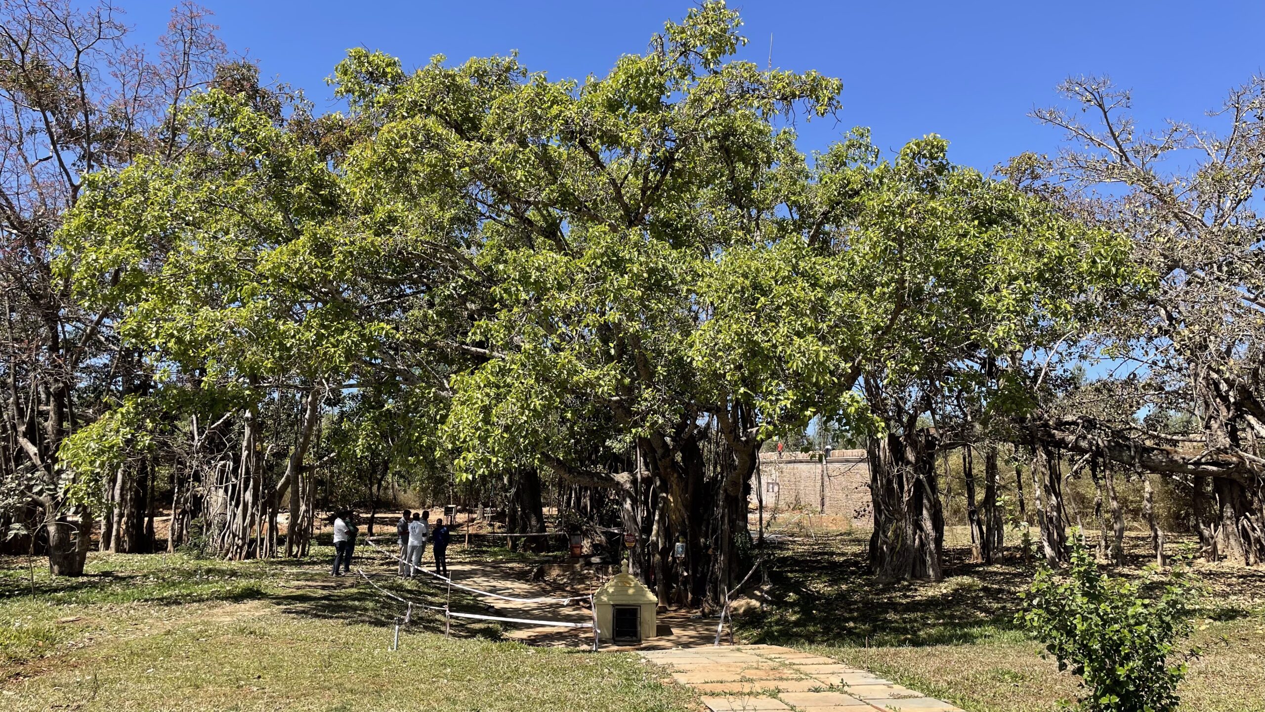 Sangolli Rayanna Banyan Tree