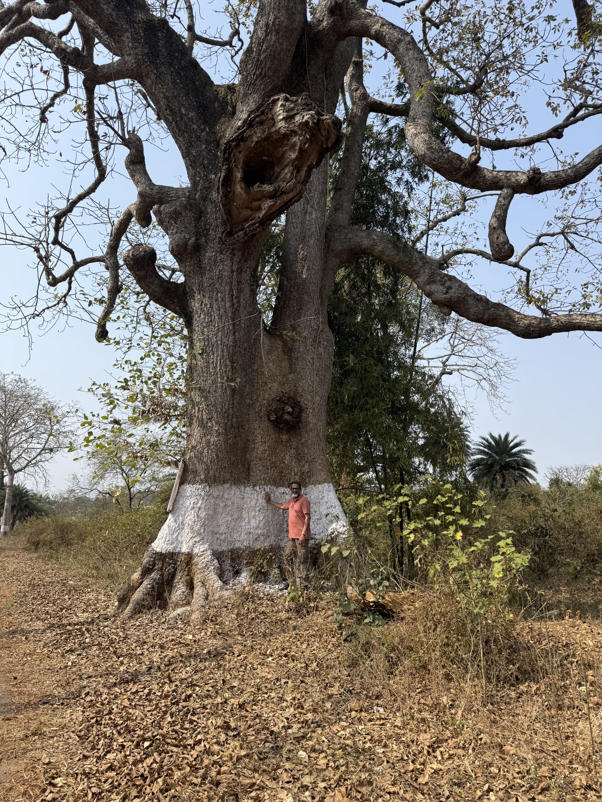 Simli Ped (Tree)