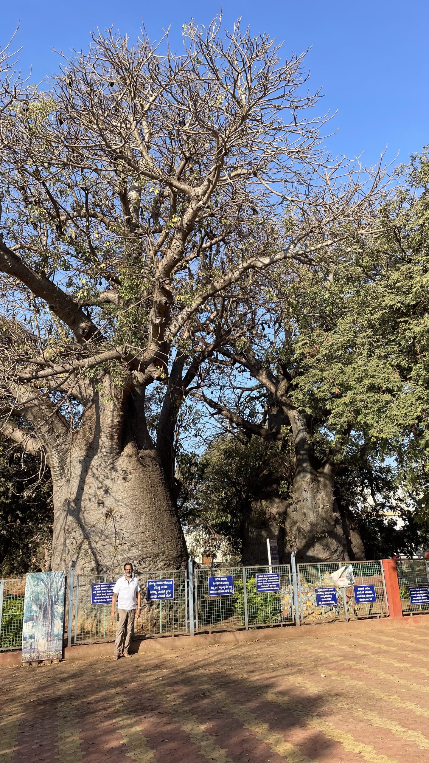 Savanur Baobab Trees (Gorakhnath Trees)