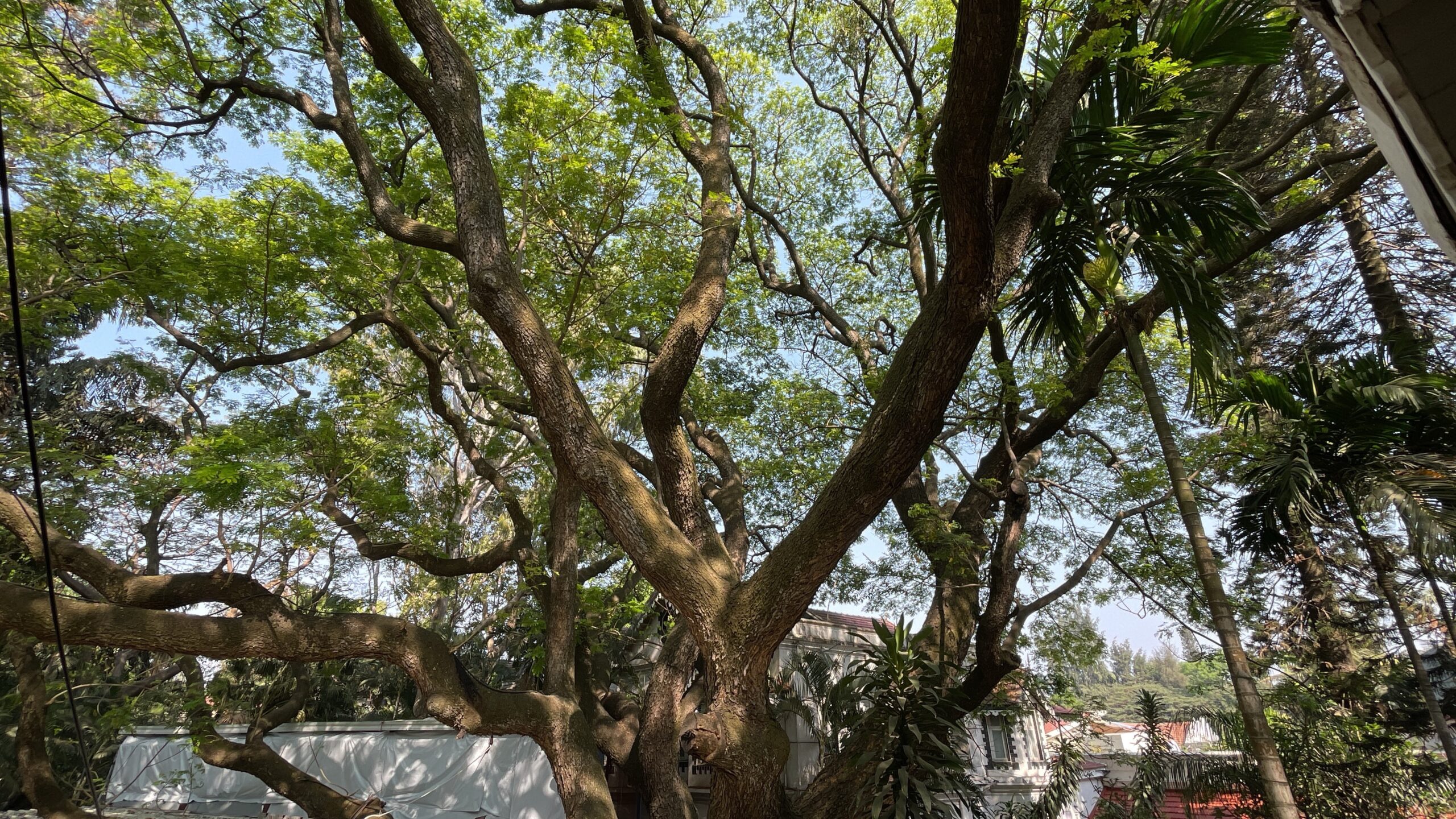 Taj West End Raintree