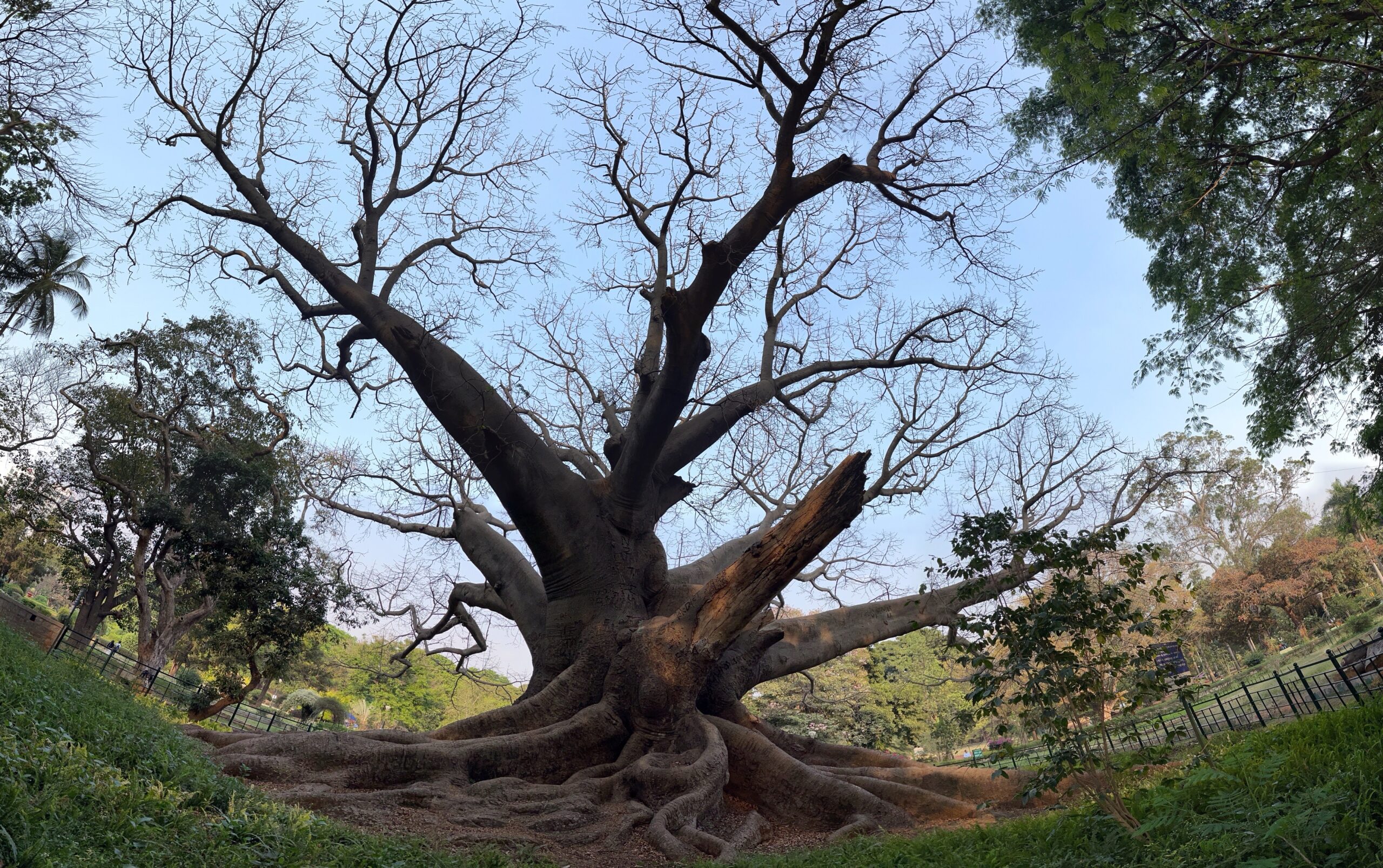 Lalbagh White Silk Cotton Tree