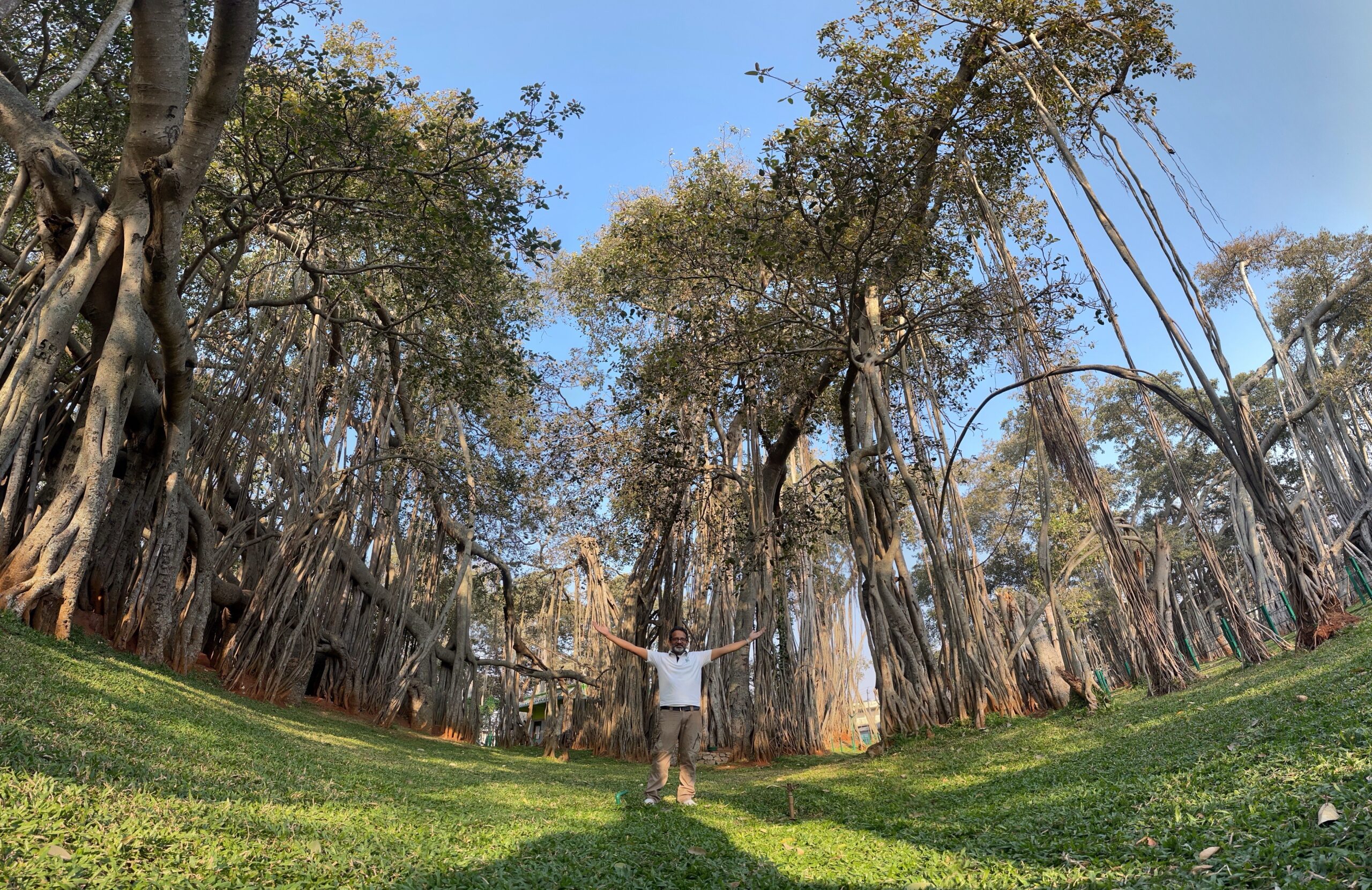 Dodda Alada Mara (Big Banyan Tree)