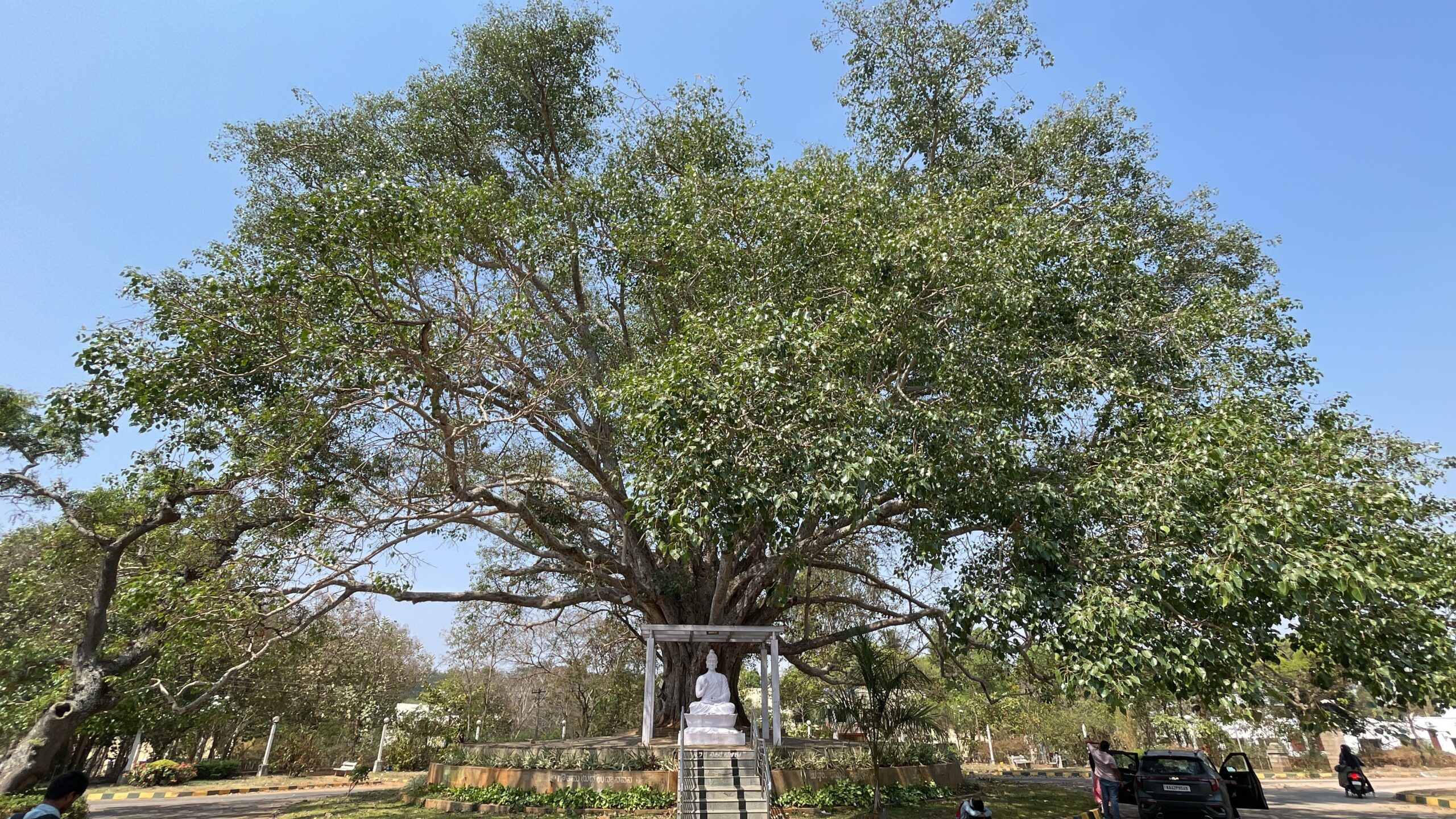 Wadiyar Peepal