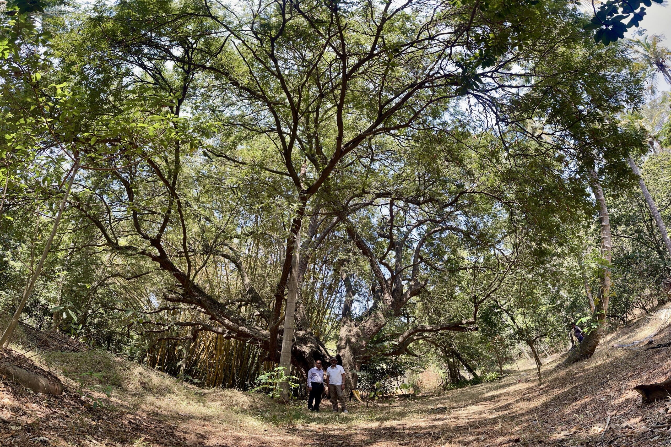 University of Mysore Tamarind Tree