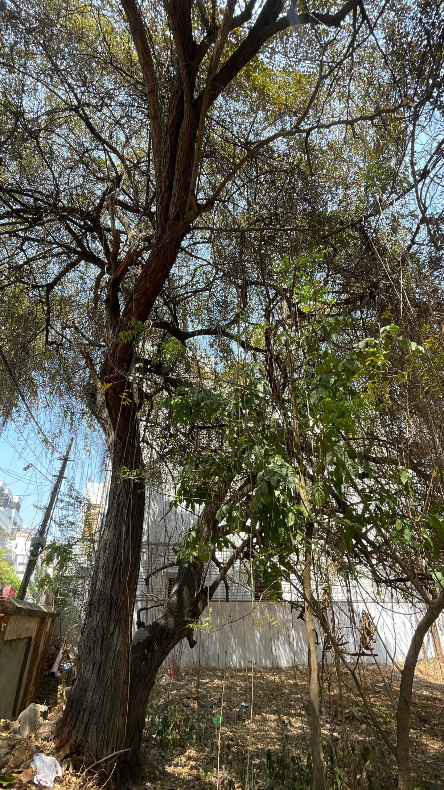 Tamil Sangham School Jujube Tree