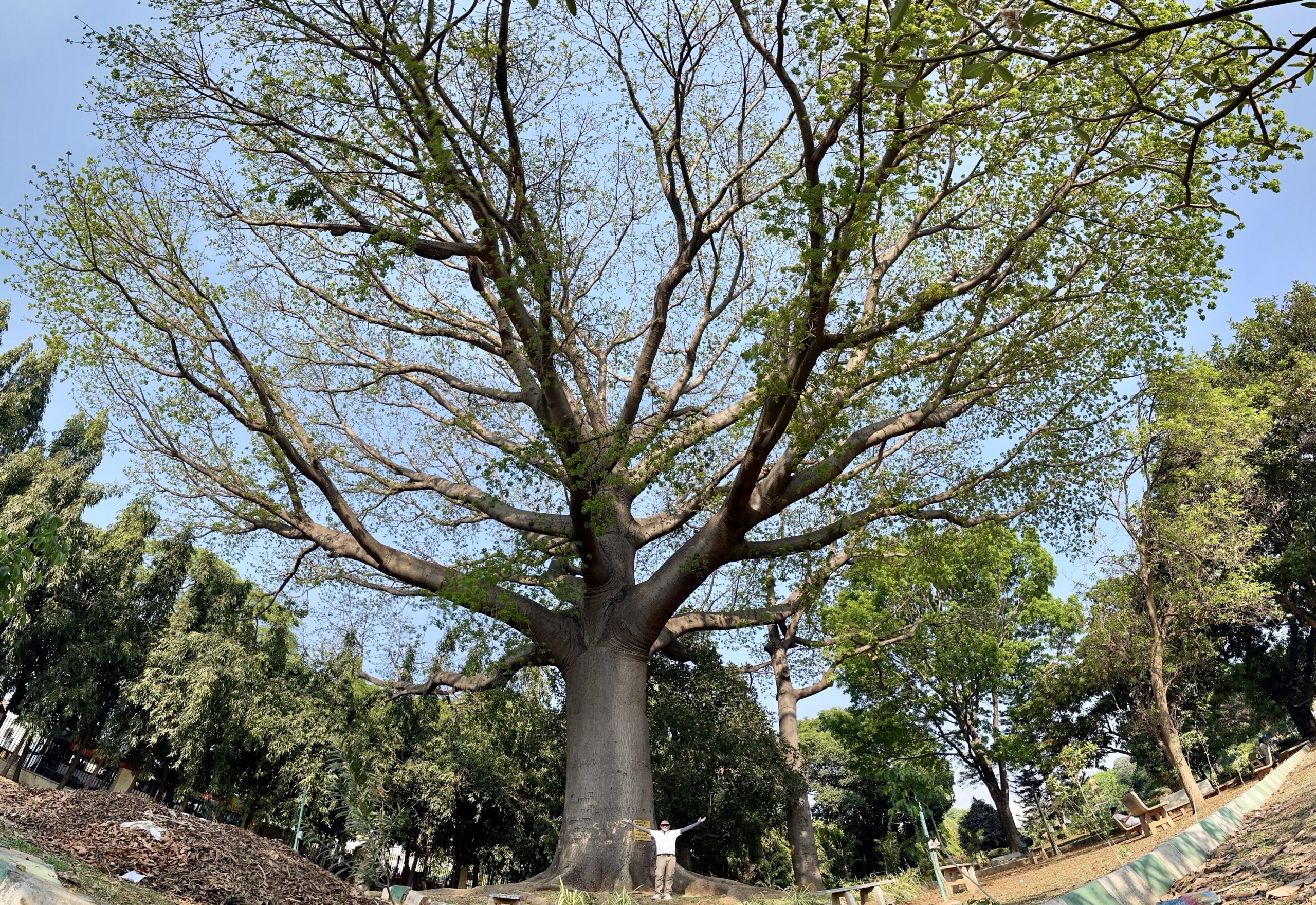 Curzon Park Silk Cotton Tree