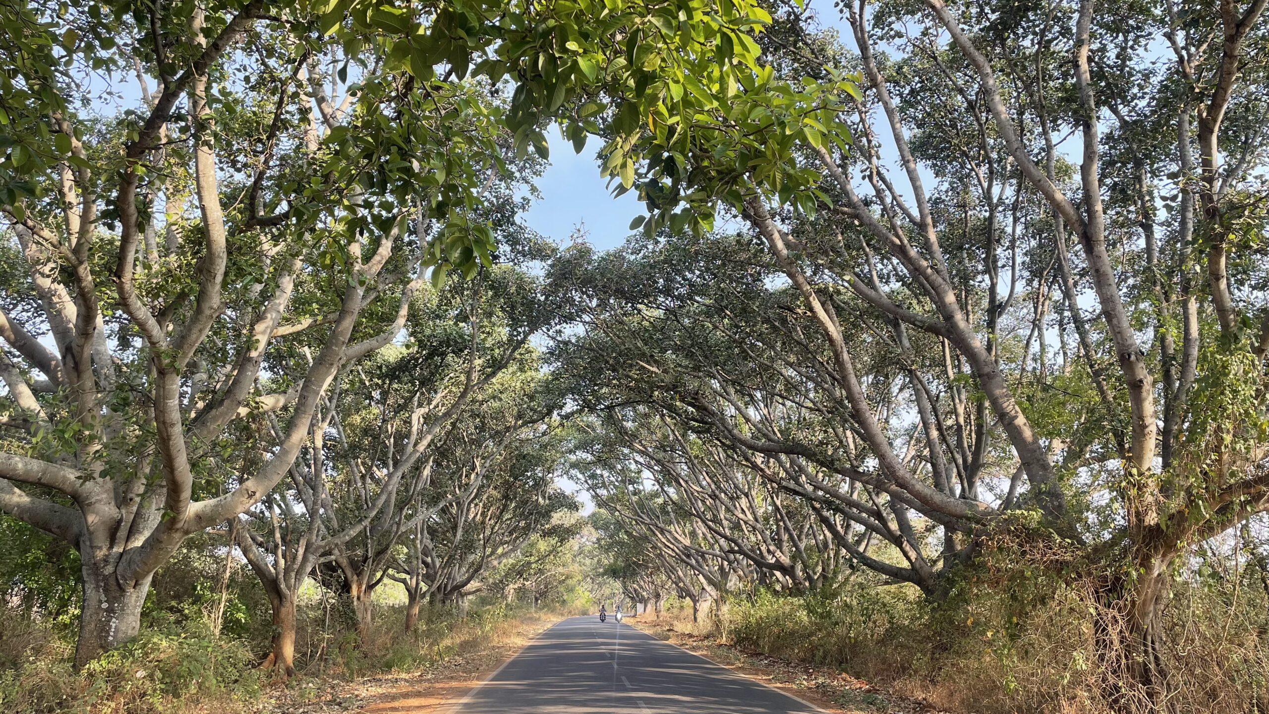 Saalumarada Thimmakka Banyan Trees