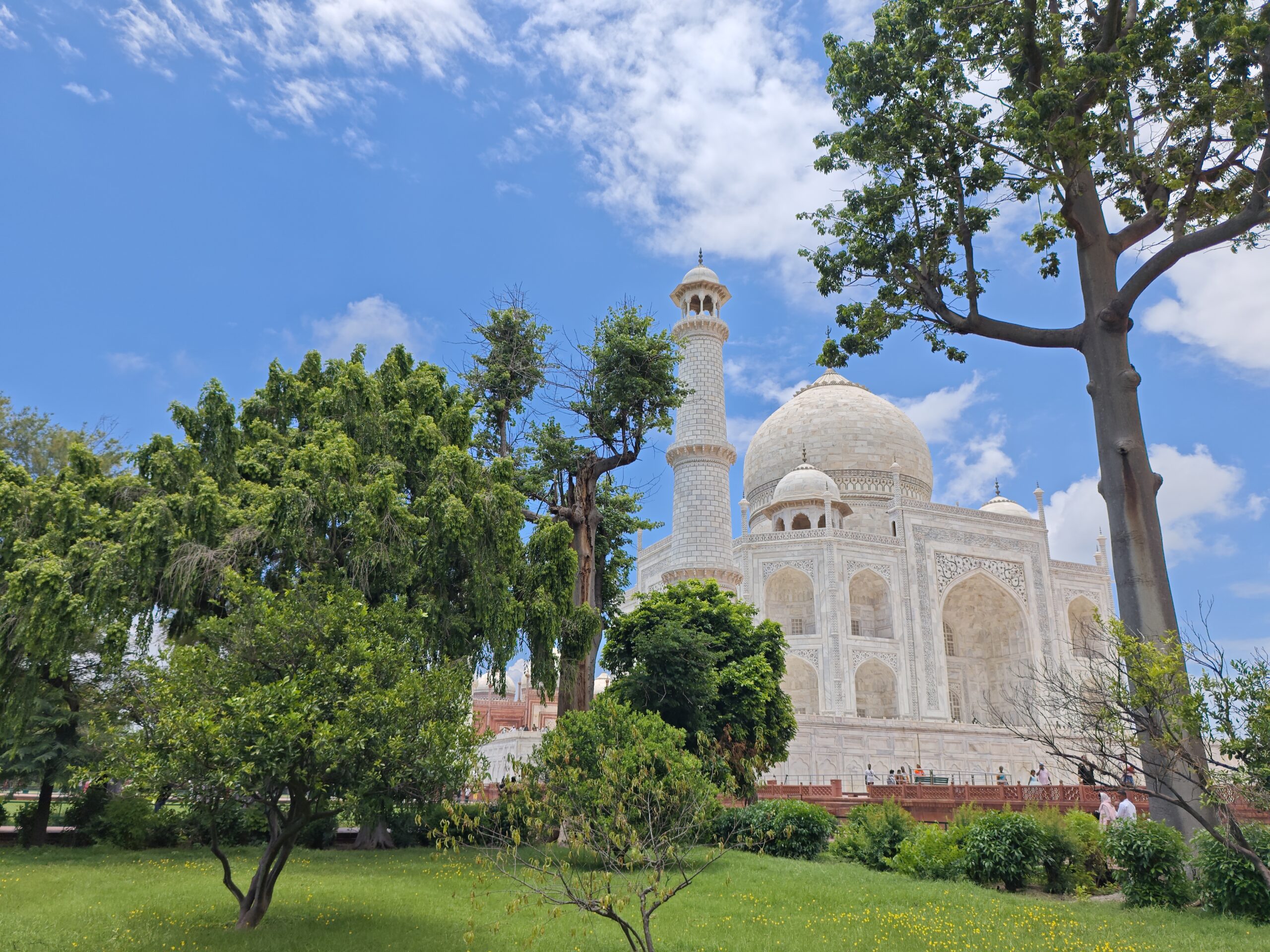 Shah Jahan Semal (Silk Cotton Tree)