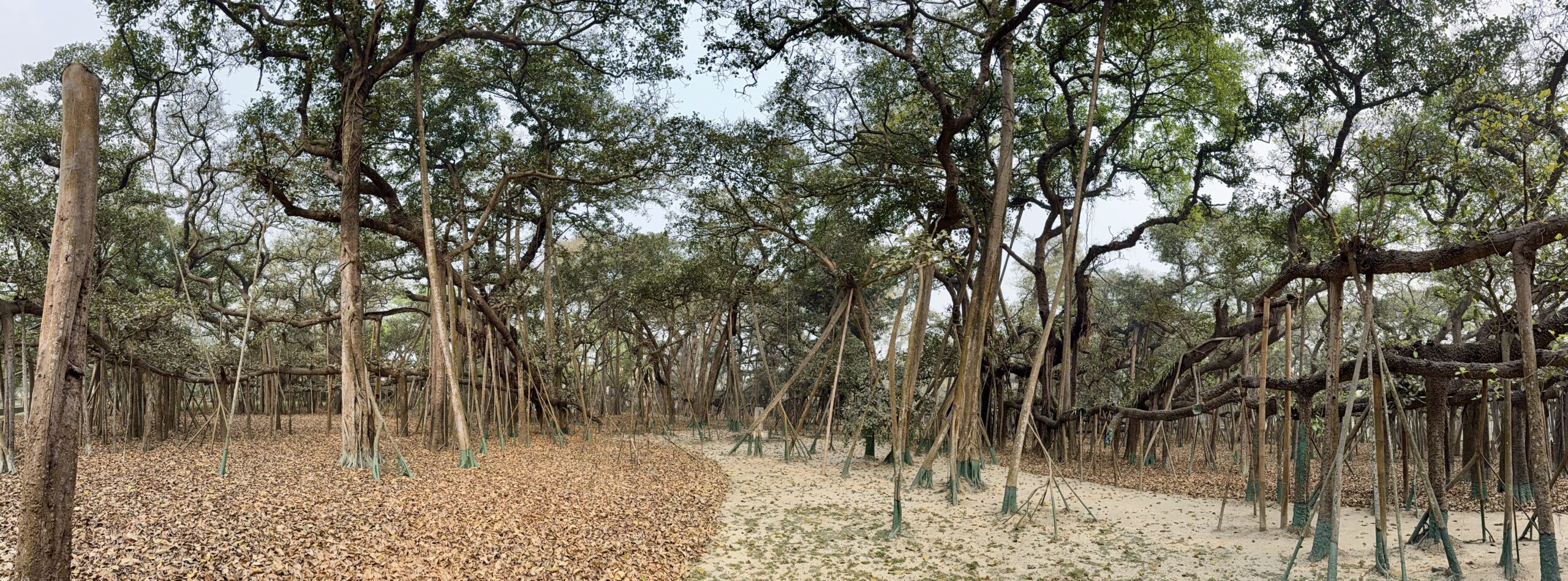 The Great Banyan