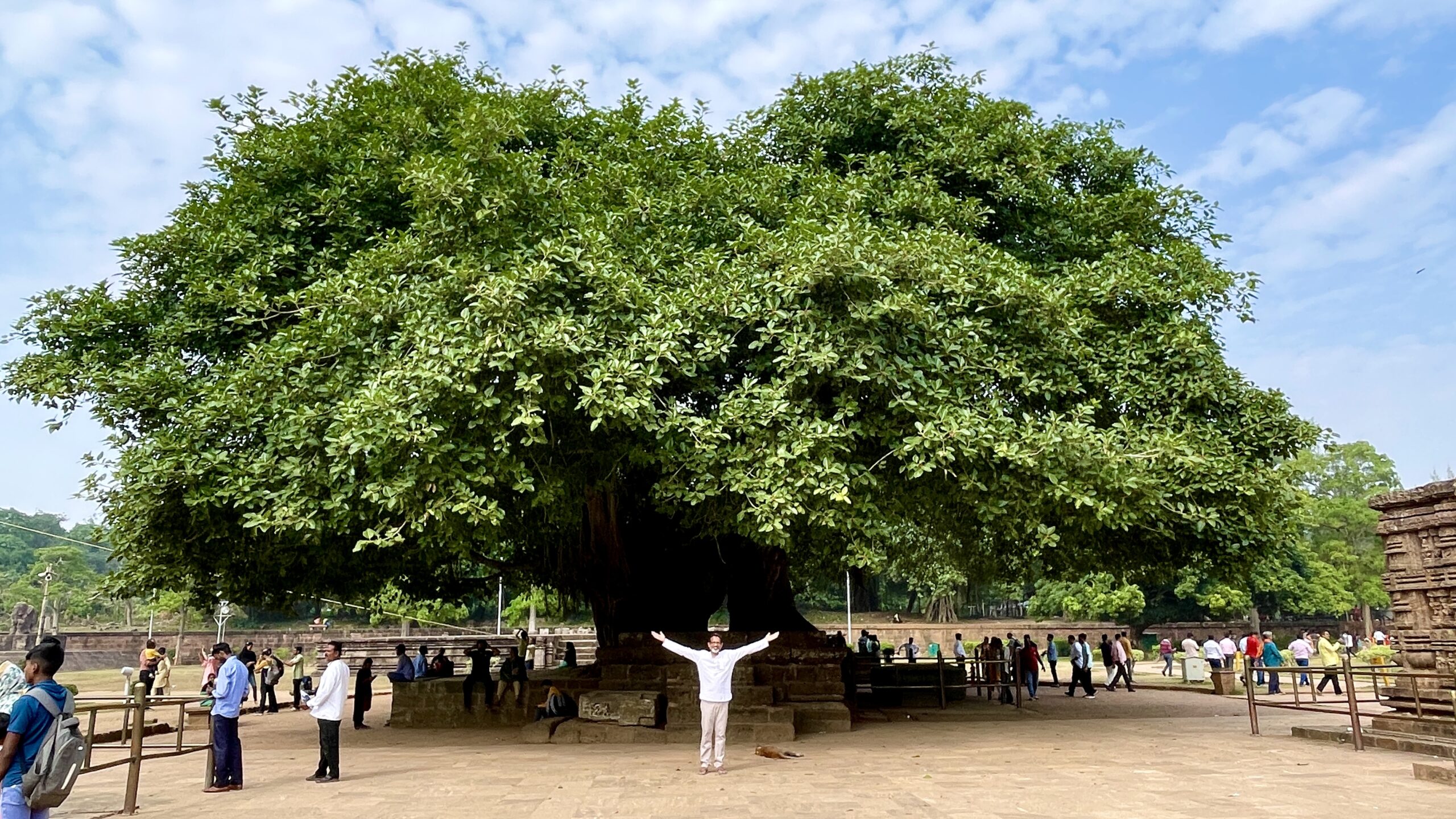 Konark Temple Banyan
