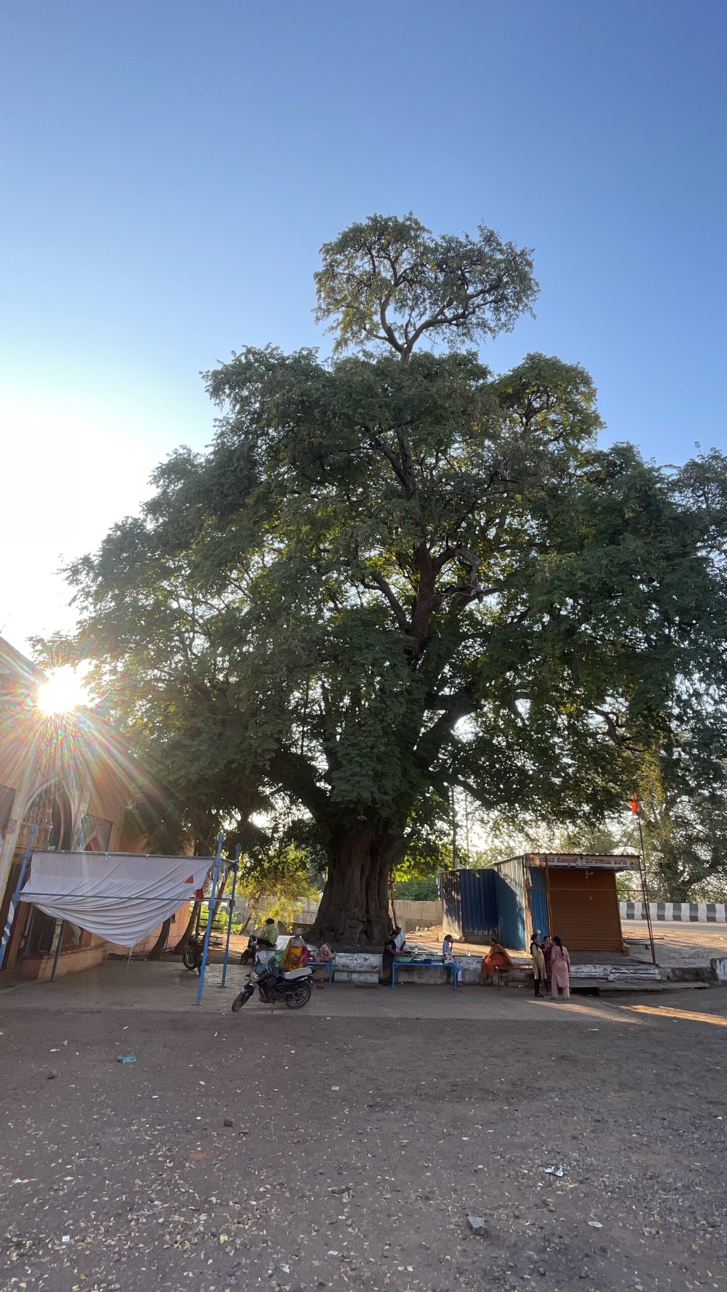 Devar Hippargi Tamarind Tree