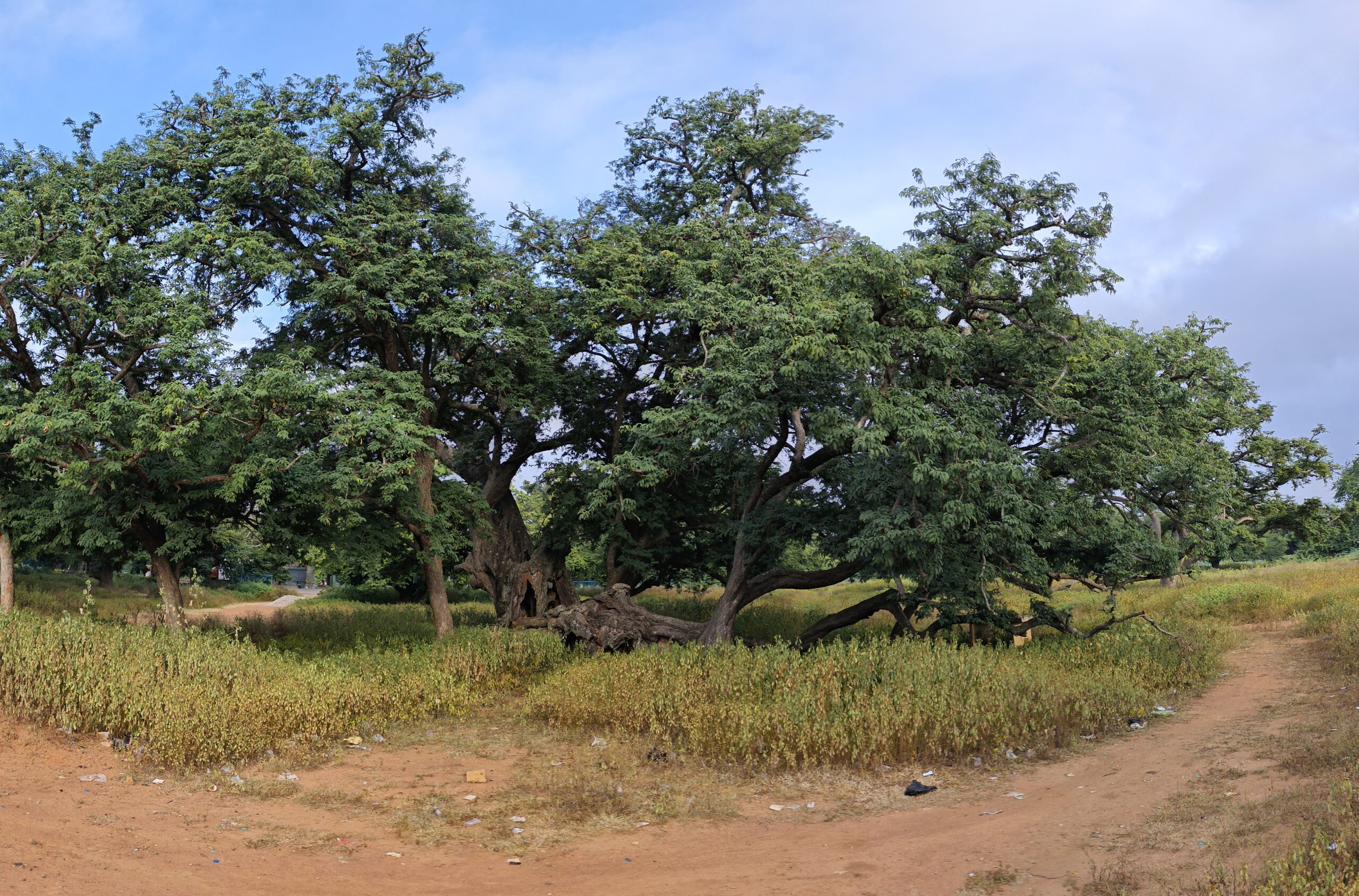 Nallur Tamarind Grove