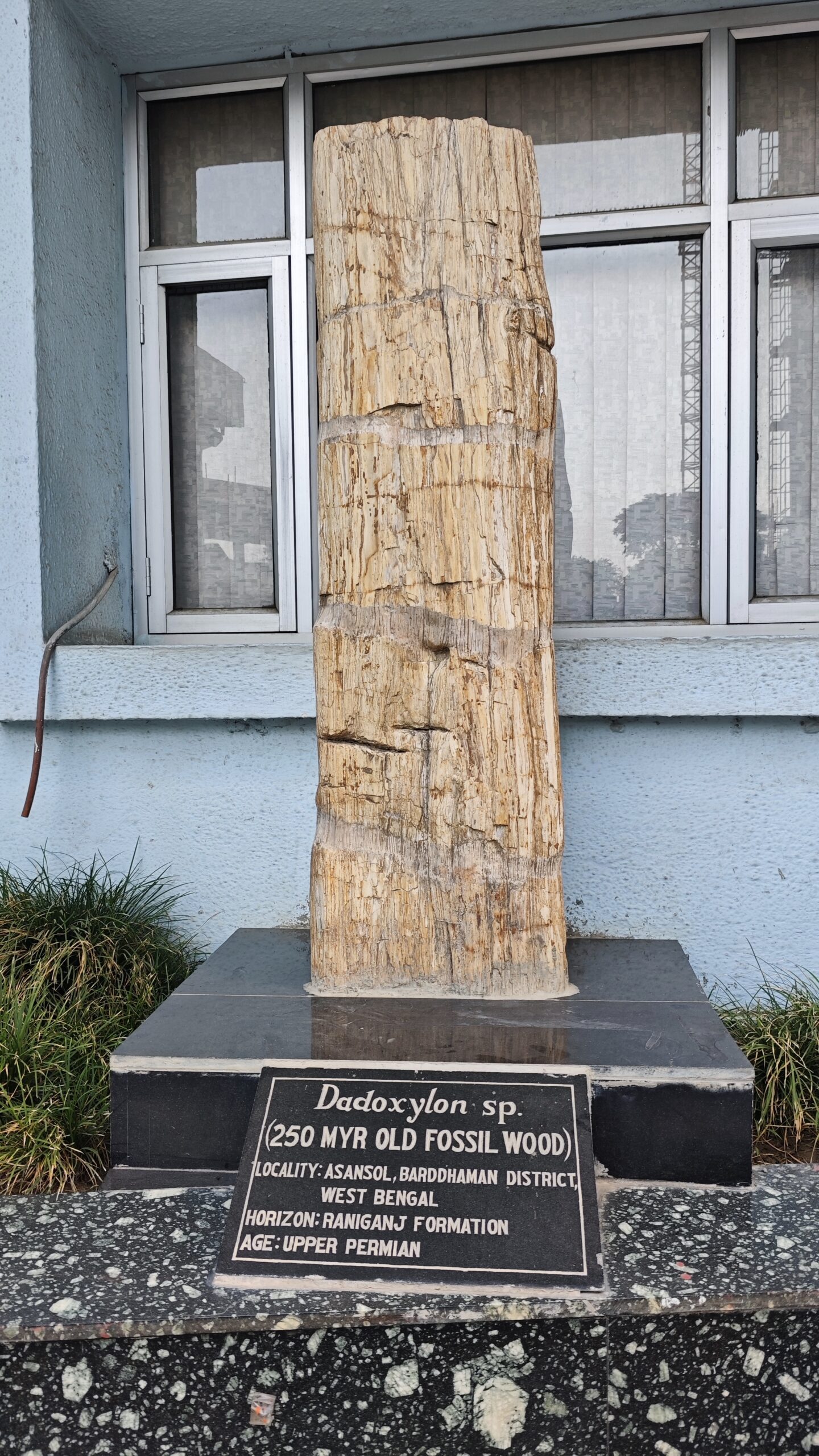 Dadoxylon Fossil Wood