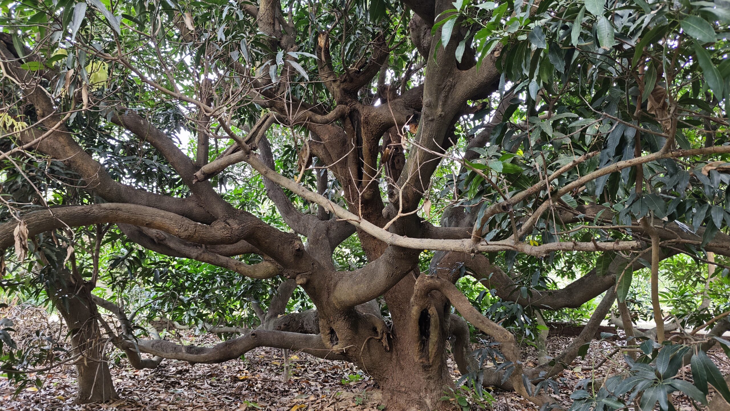 Kaleem Ullah Khan’s Multi-Grafted Mango Tree