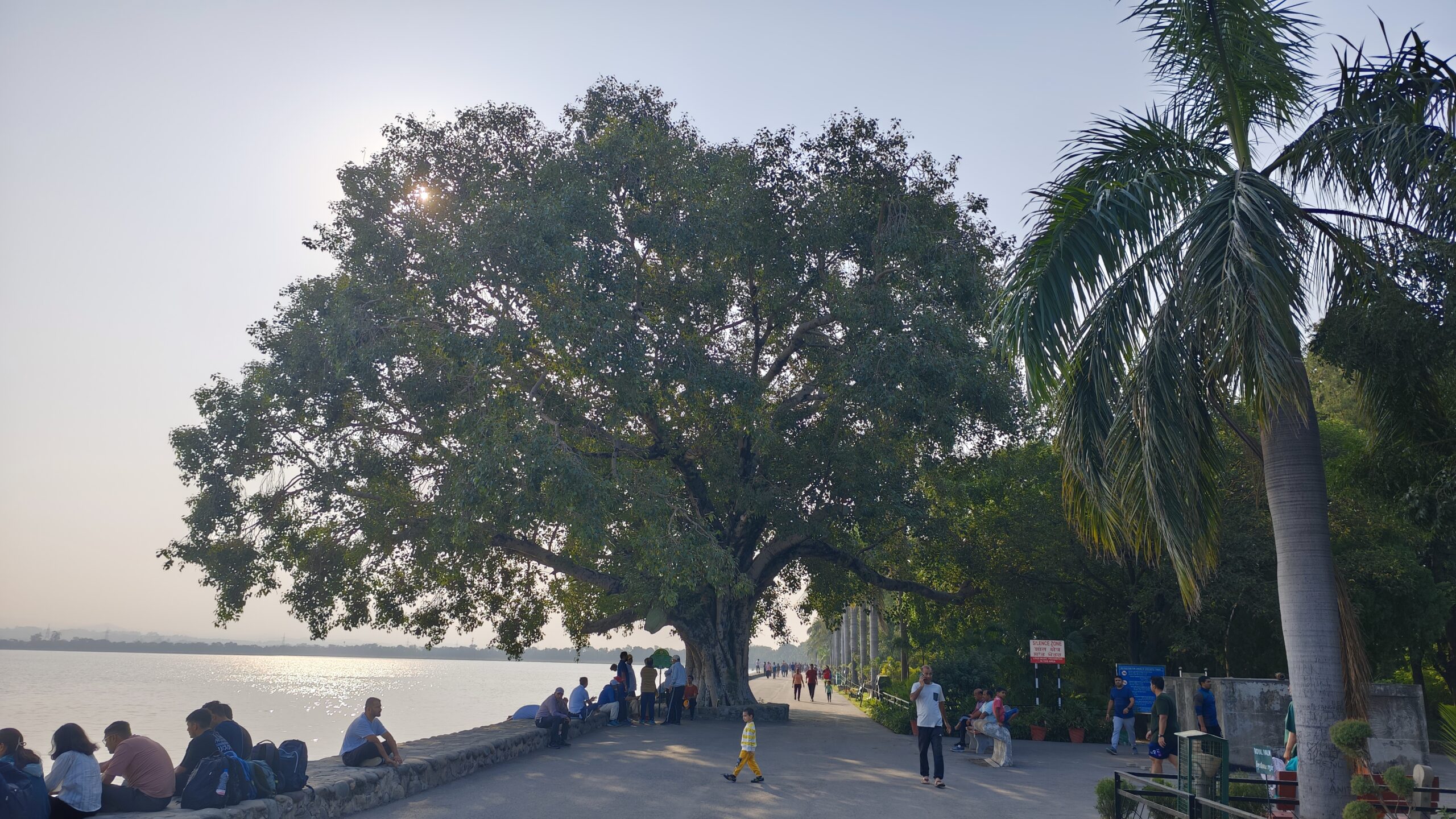 Sukhna Lake Peepal Tree 