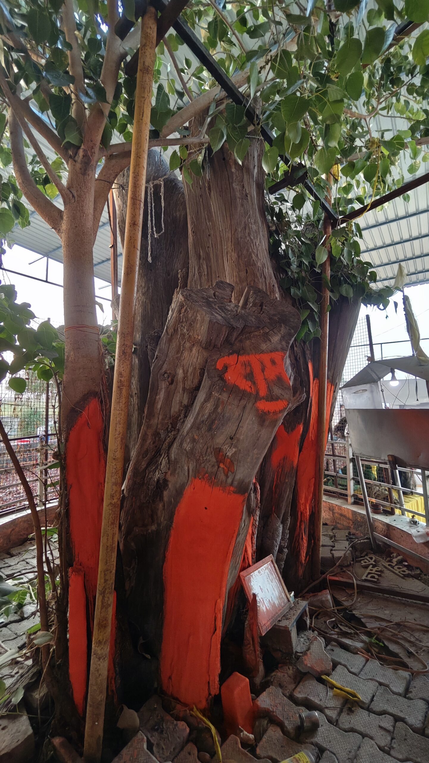 Bir Babran Peepal Tree 