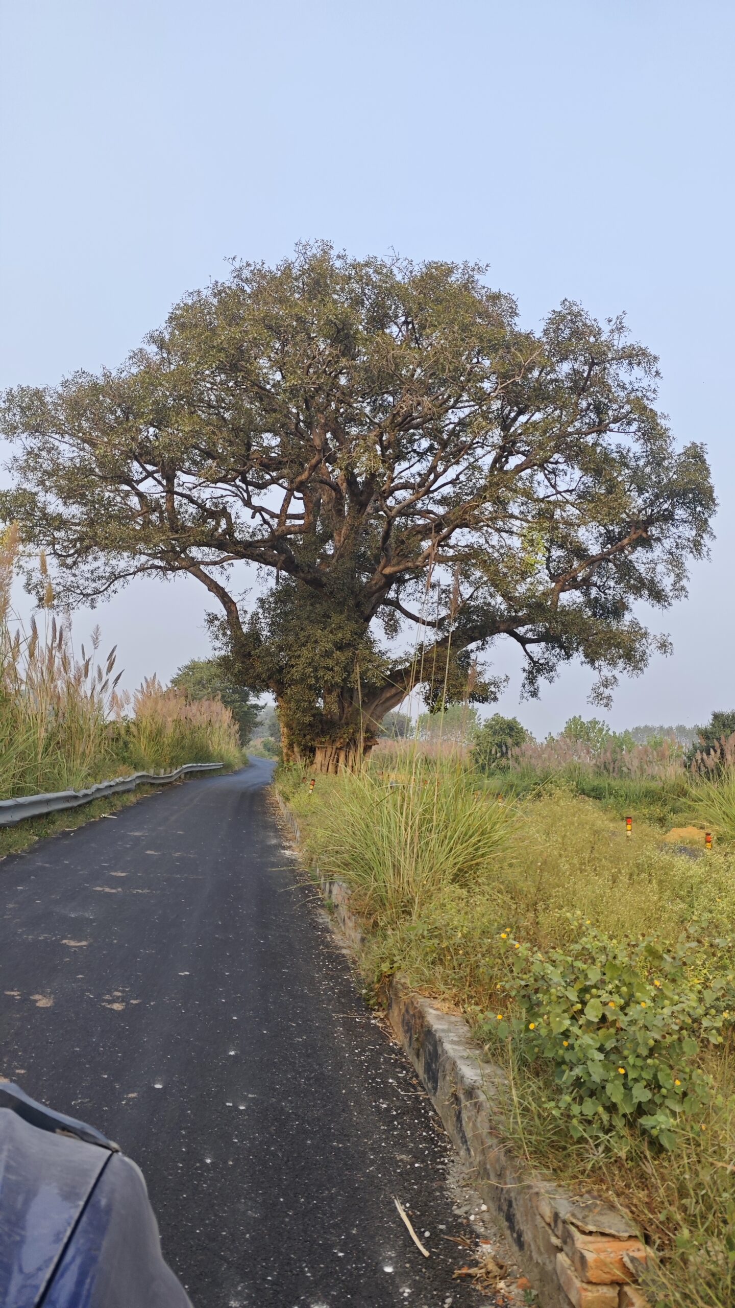 Dahkheri Roadside Peepal