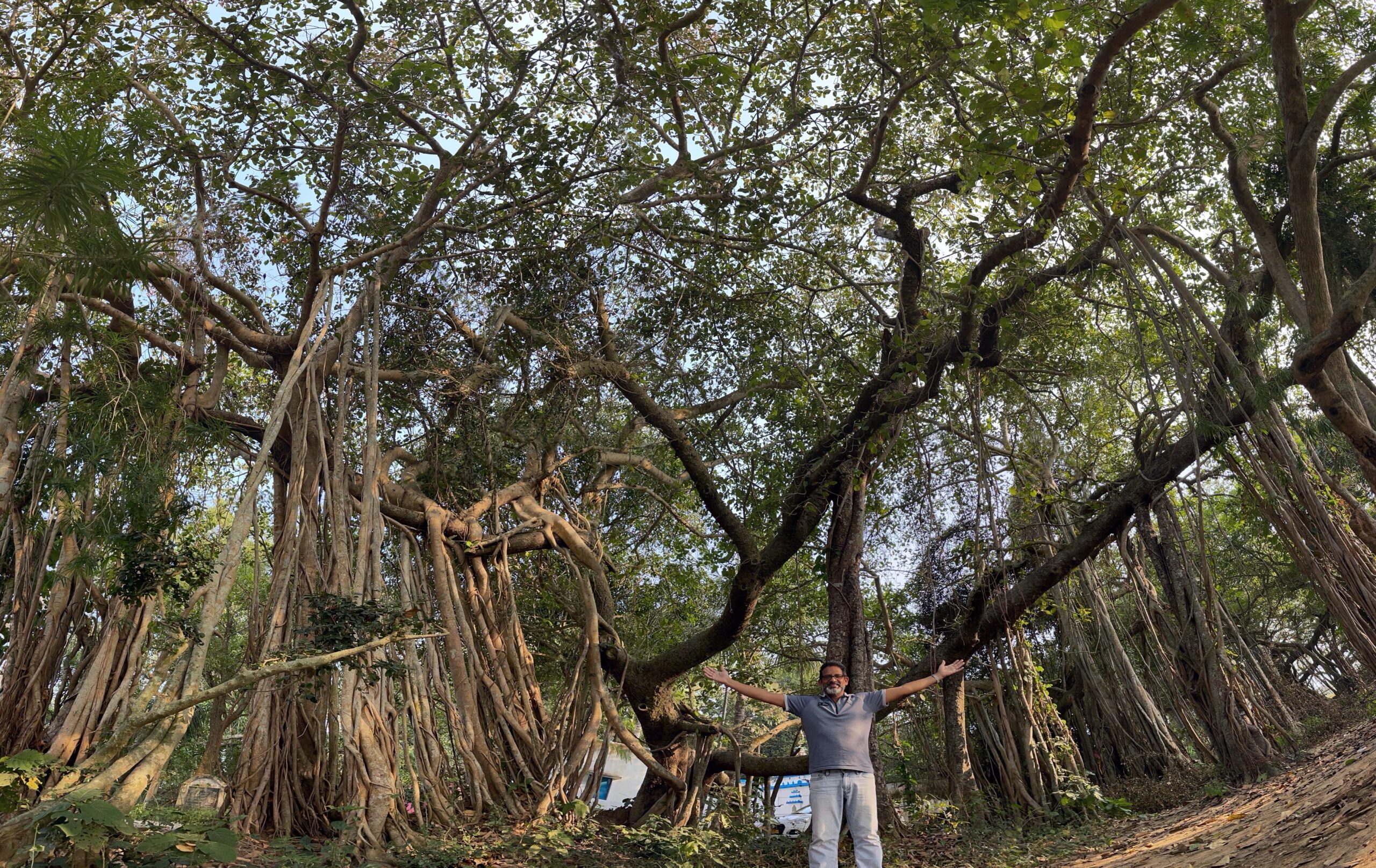 Sakhibata Banyan Tree