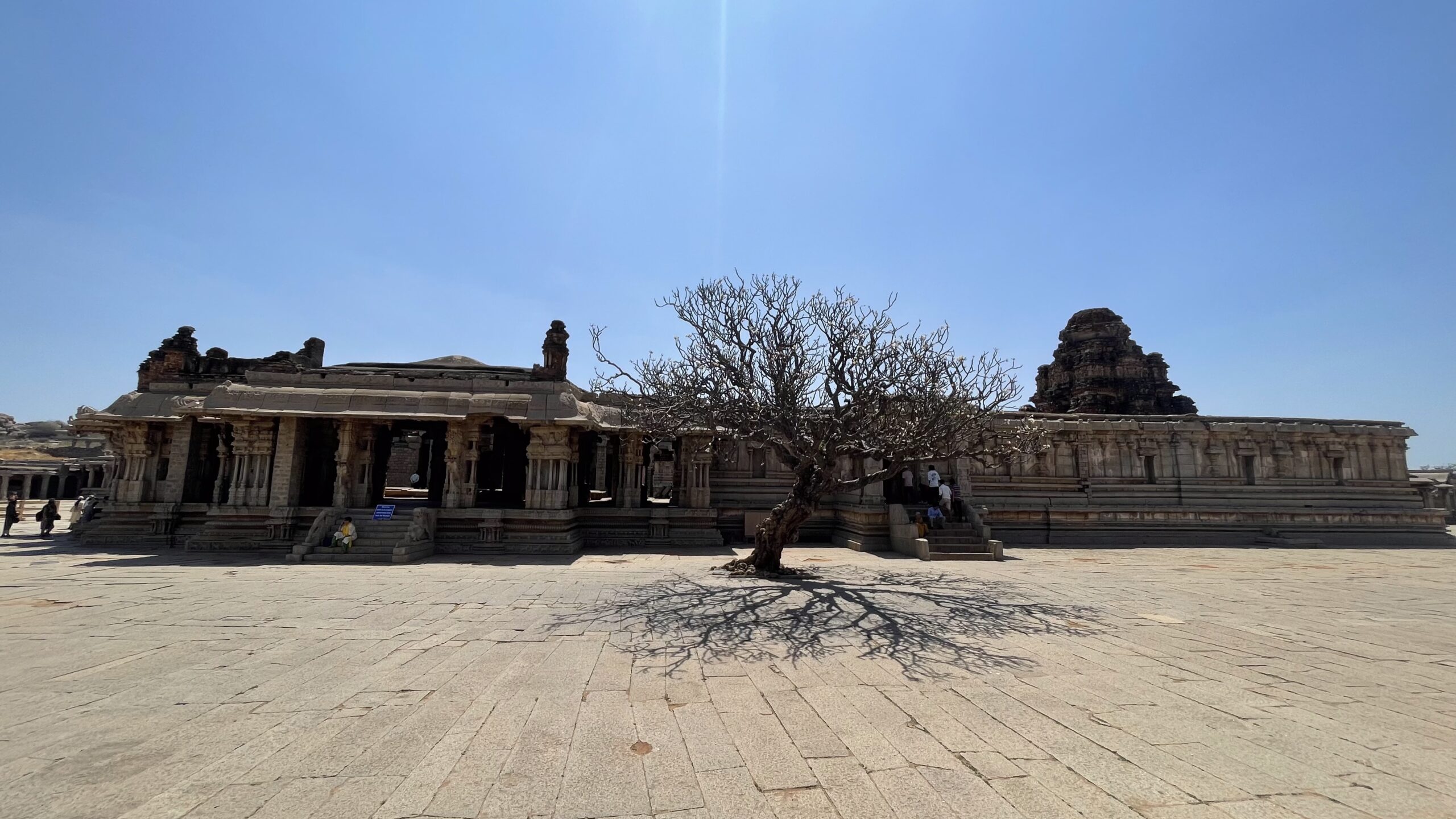 Hampi Temple Frangipani Tree