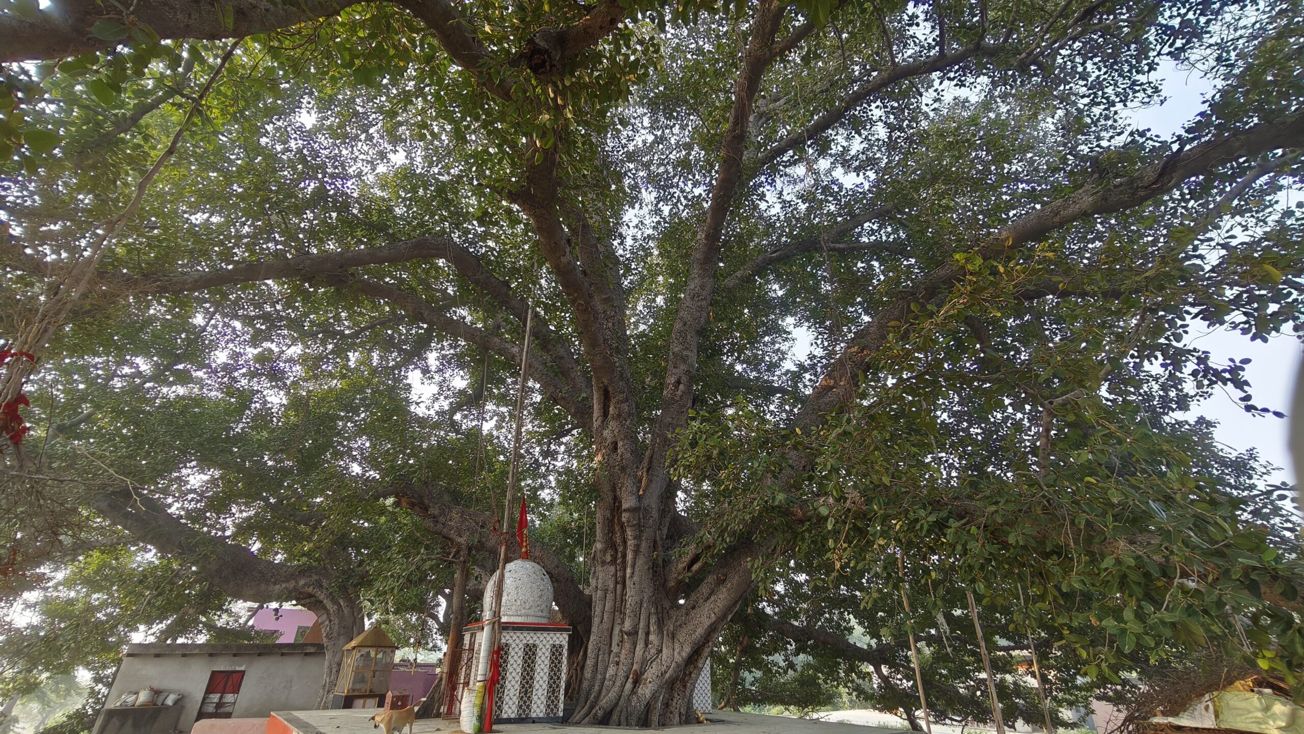 Sidhbari Banyan