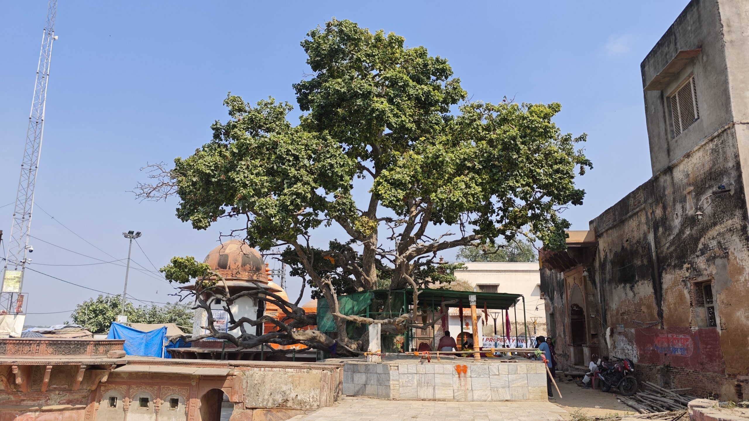 Cheer Ghat Kadamba Tree